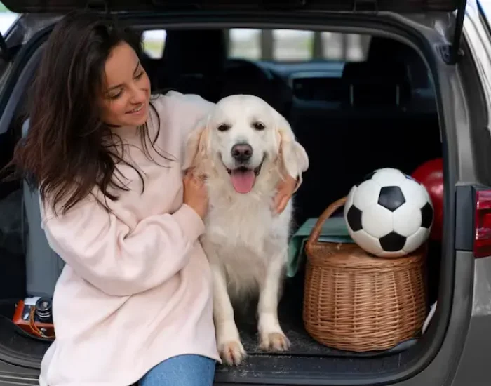 Collection and Drop-Off Logistics