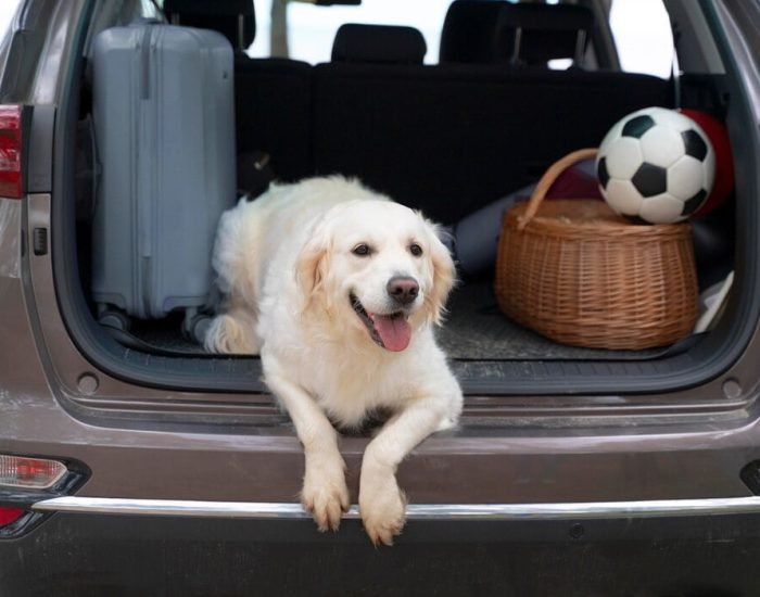 Cultural Considerations in Pet Transport Cultural Considerations in Pet Transport