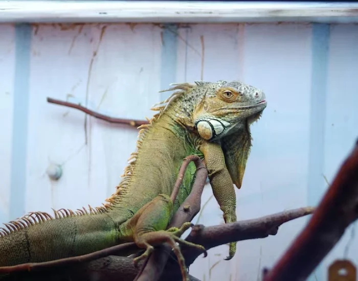 Custom-Built Reptile Travel Crates