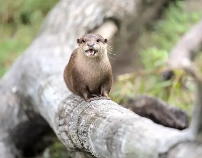 Customs Clearance and Arrival Coordination