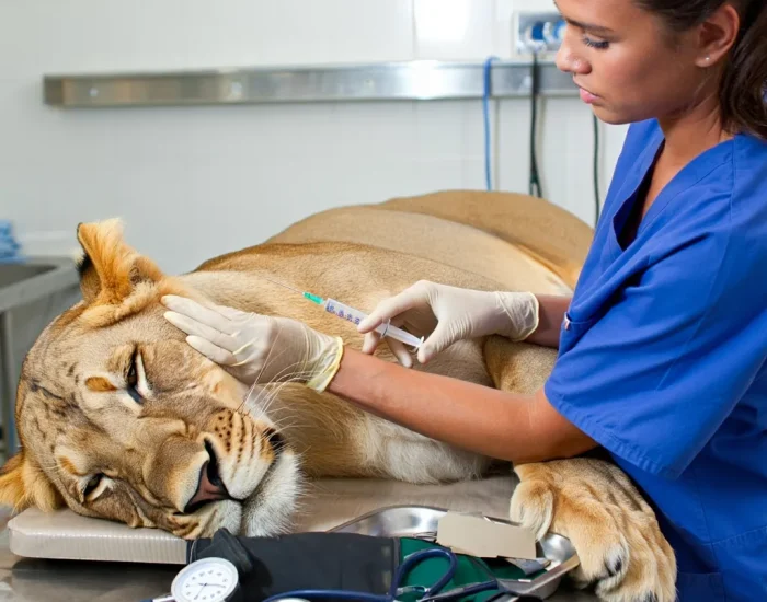 Customs and Documentation Management