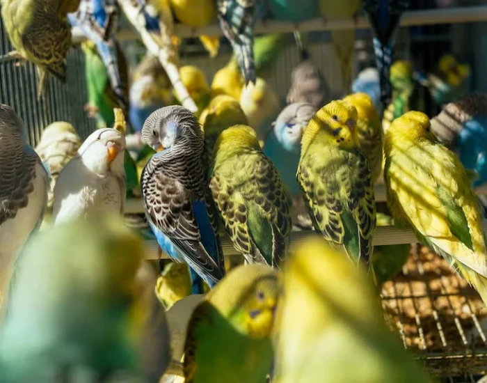 Customs and Import/Export Clearance for birds