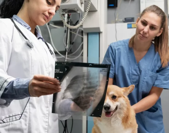 Defra-Aligned Veterinary Support & Pre-Travel Scre