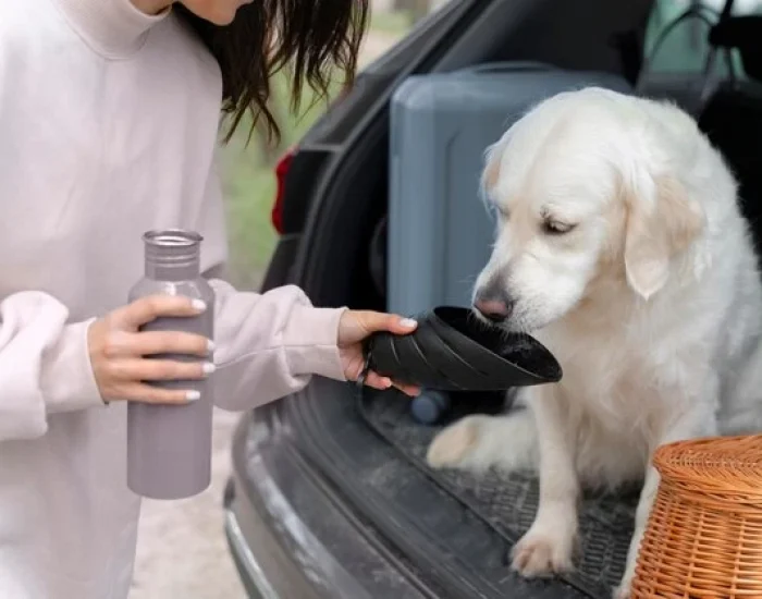 Destination Assistance & Settling-In Supportb