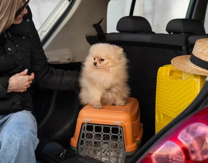 Domestic Pet Transfers Across the UK