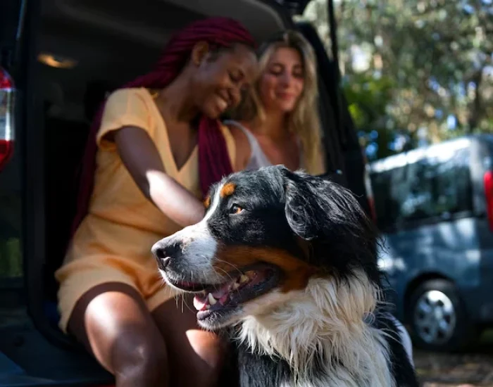 Domestic Pet Transportyt