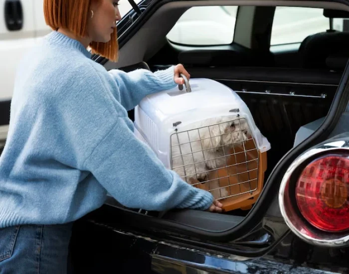 Door-to-Door Cat Transport USA