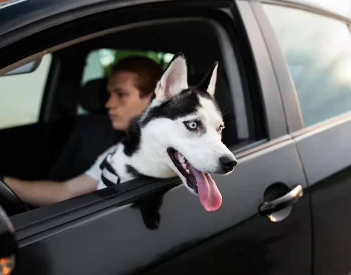 Door-to-Door Pet Transports