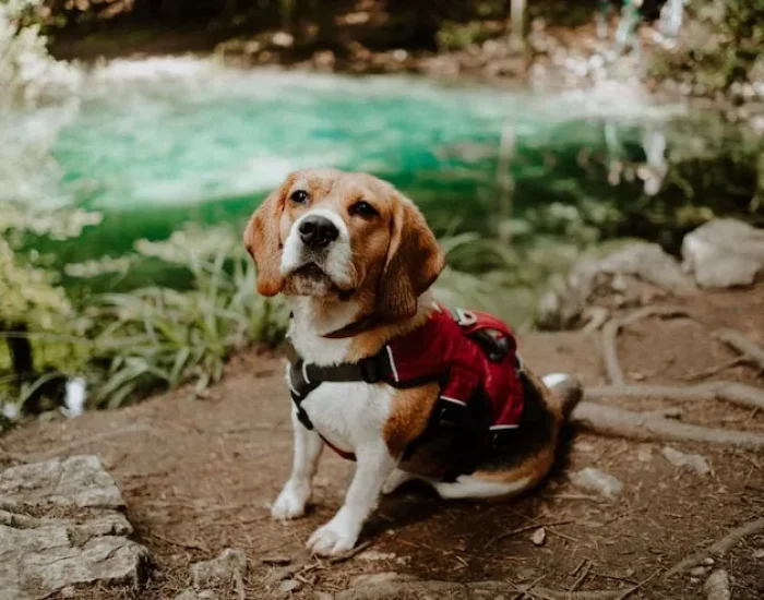 Essential Pet Travel Accessories for All Seasons