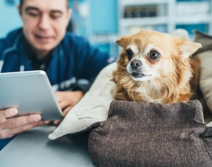 Executive Door-to-Door Pet Transport in London