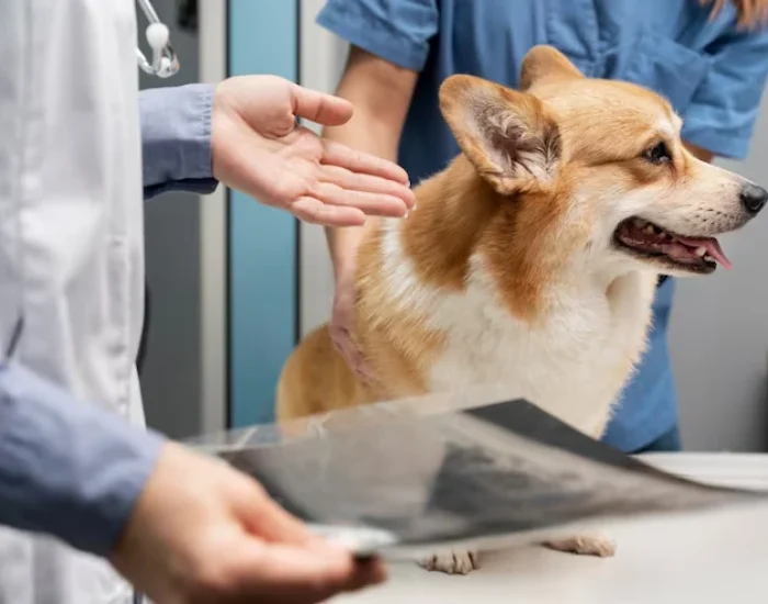 Expert Consultation & Pre-Travel Health Checks