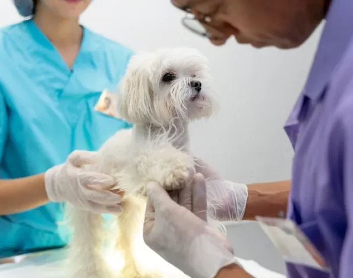 Flight Routing, Cargo Bookings, and Airline Coordination