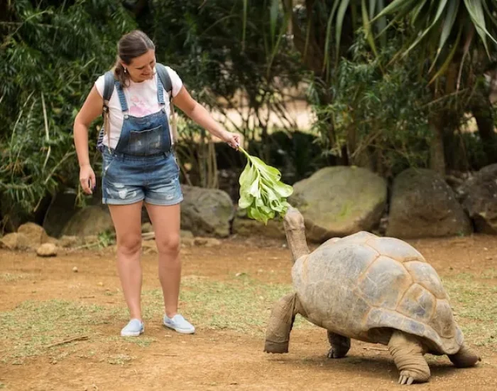 Full UK to Australia Tortoise Export Management​