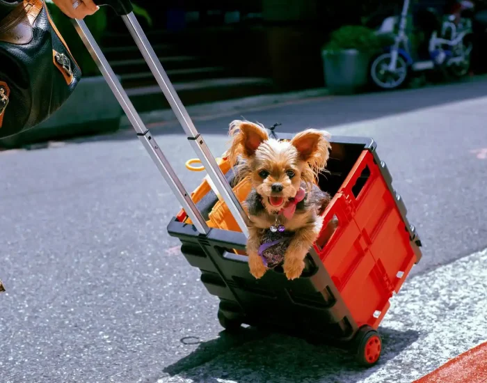 Ground Transport and Door-to-Door Deliveryf