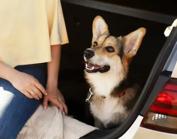 Ground Transport in Chile & UK Collection Servicesf