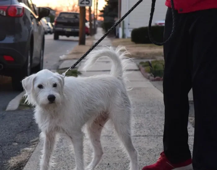 Ground Transport in the UK and Calgary
