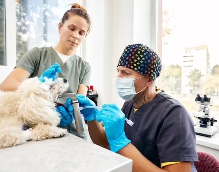 IATA-Approved Travel Crate Preparation