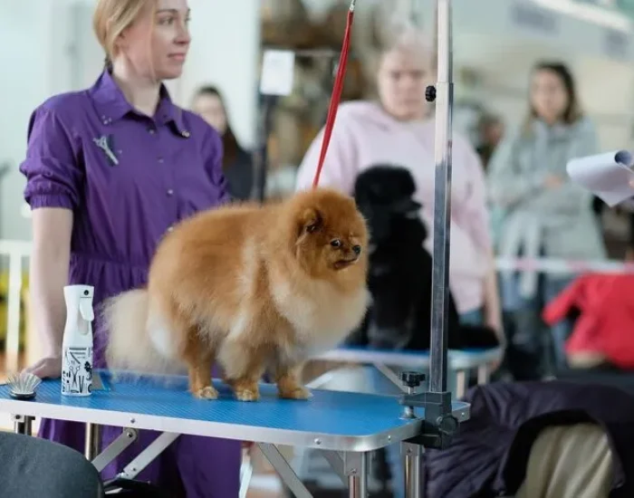 IATA-Compliant Travel Crate Guidance