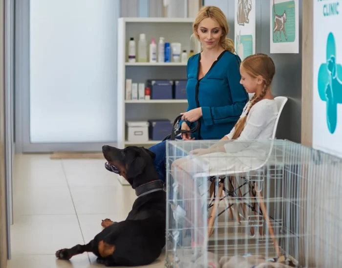 IATA Crate Compliance and Conditioning pet