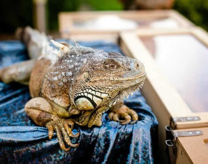 Import Clearance and Dubai Arrival Processing