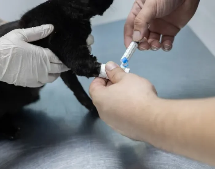 Import & Export Veterinary Documentation