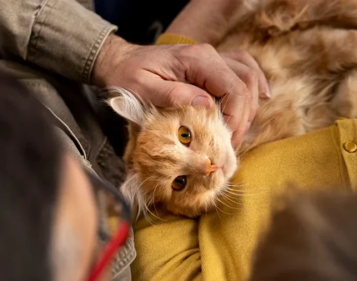 In-Cabin Cat Care and Monitoringg