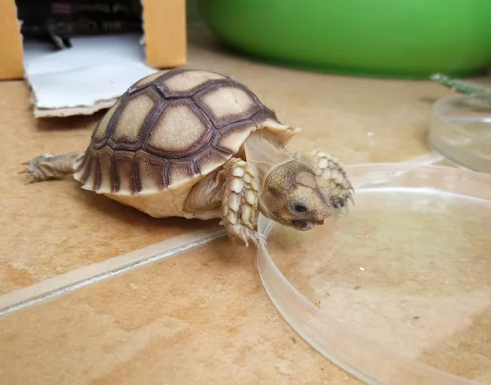 International Air Transport Coordination