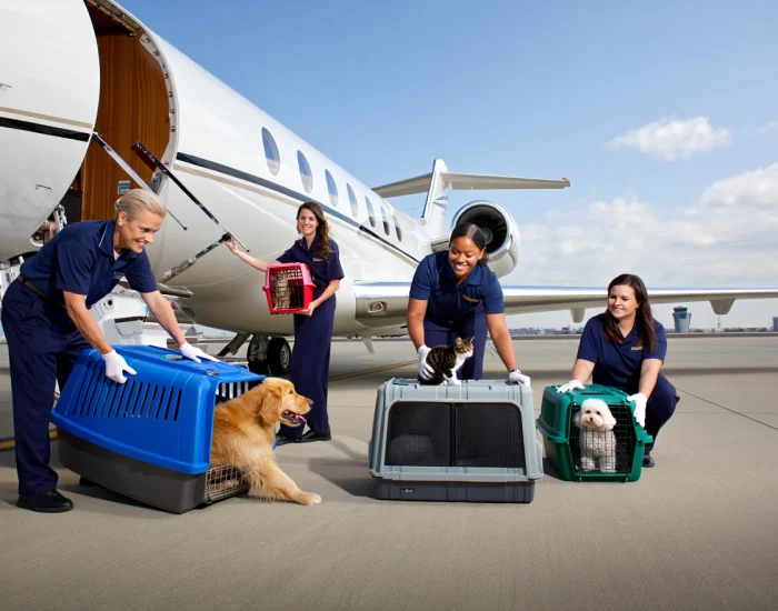 International Pet Relocation by Jet