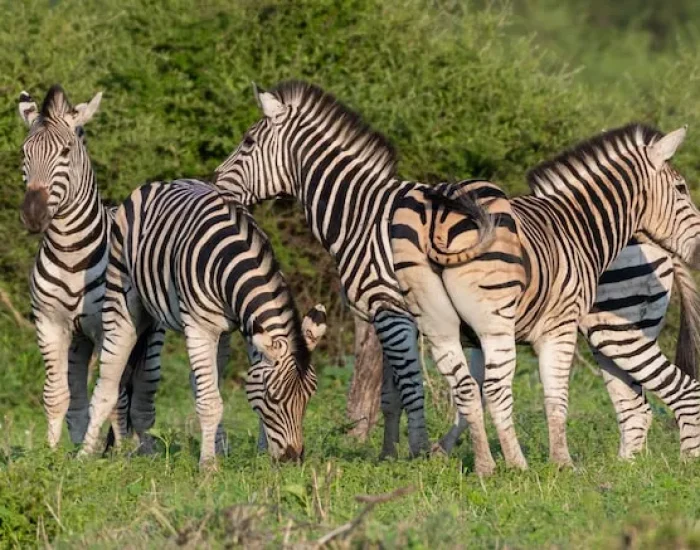 International Pet Transport Coordination