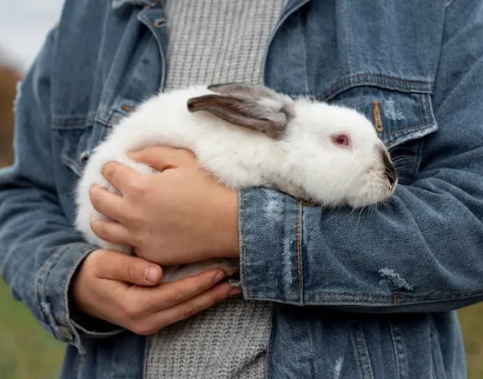 International Rabbit Transport Planning
