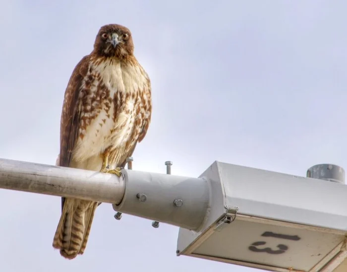 Licensing, CITES, and Export Documentation Management