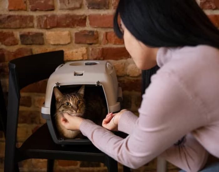 Luxury Cat Boarding and Temporary Housingm