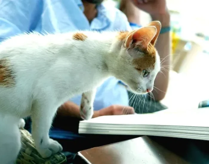 Microchipping and Vaccination Compliance Checks