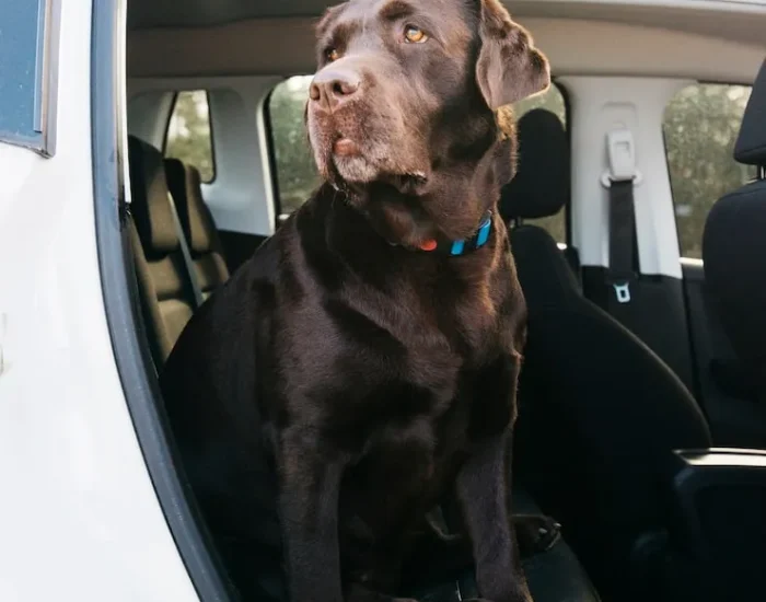 Move Management for Families Relocating to Canada