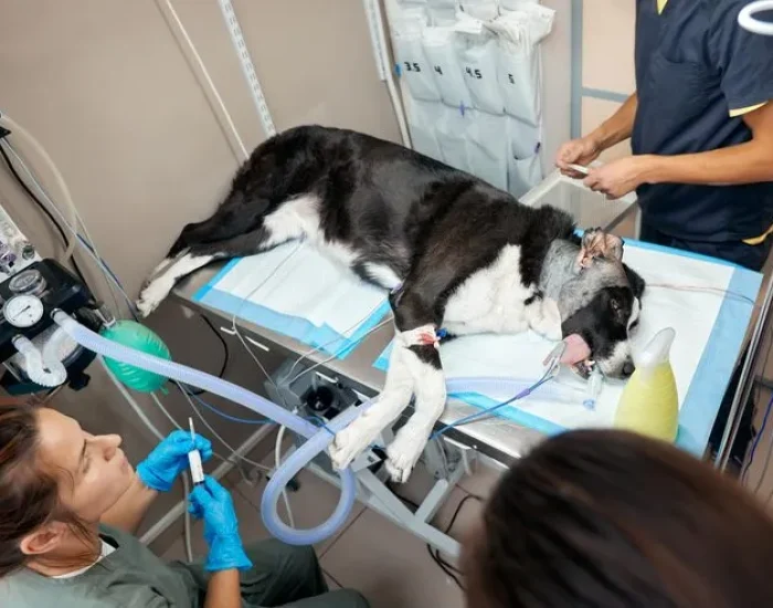 Multi-Pet Transport Coordination