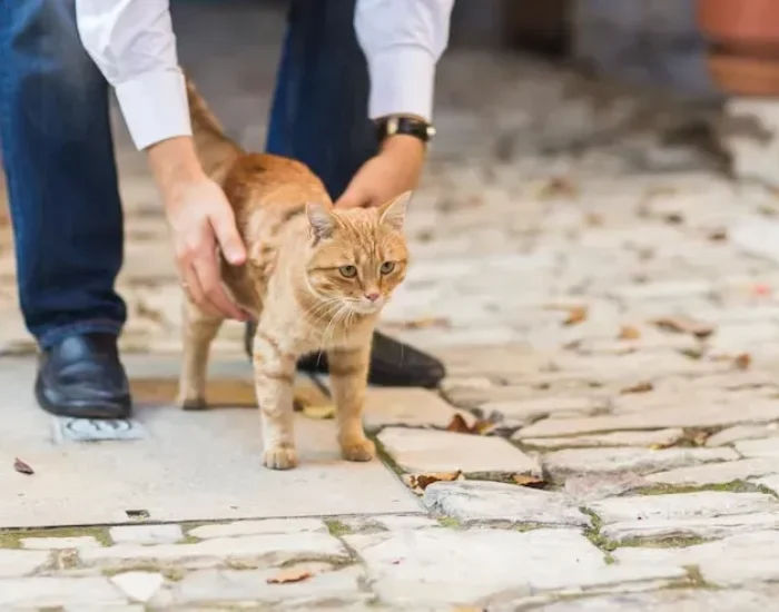 Multi-Pet Transport Management