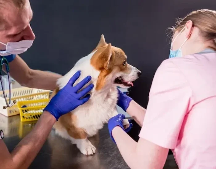 Nigerian Import Permit Coordination