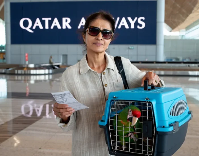 Official veterinary examination and quarantine process for pet parrots i