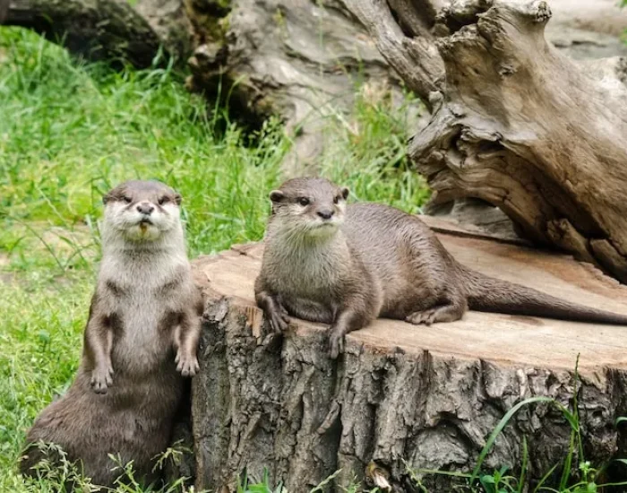 Owner Guidance and Process Oversight