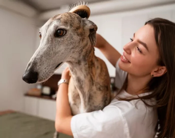 Personalised Travel Planning for Therapy Animal Stability