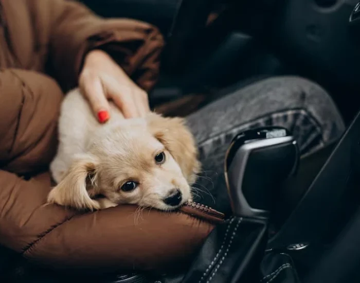 Pet Arrival and Home Delivery Service