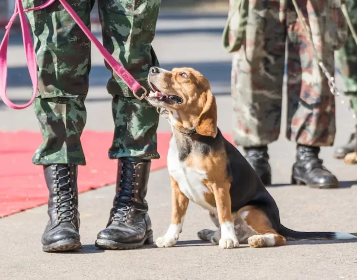 Pet Boarding and Temporary Housing Support