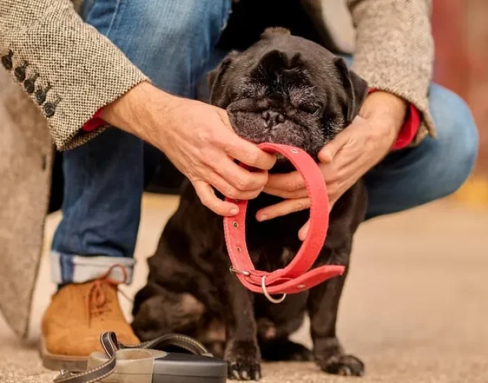 Pet Collection and Transport to Departure Airport