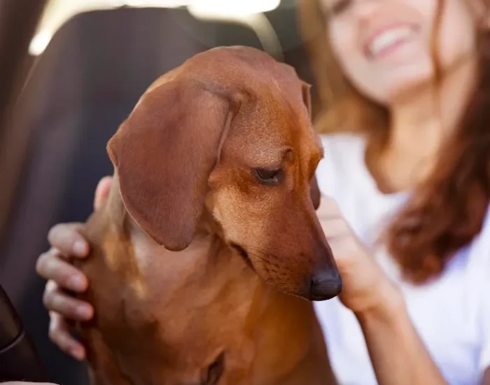 Pet Comfort, Behavioural Planning and Stress-Reduction Protocols​