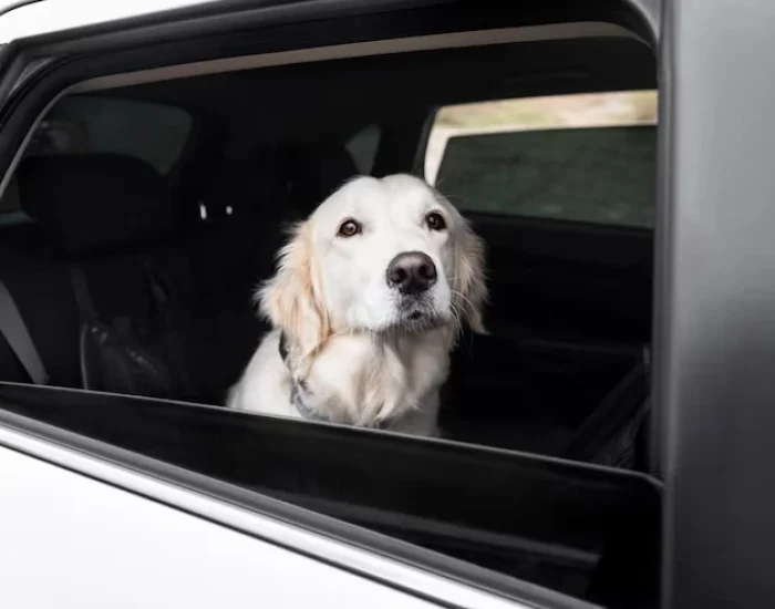 Person reading with cat on table.