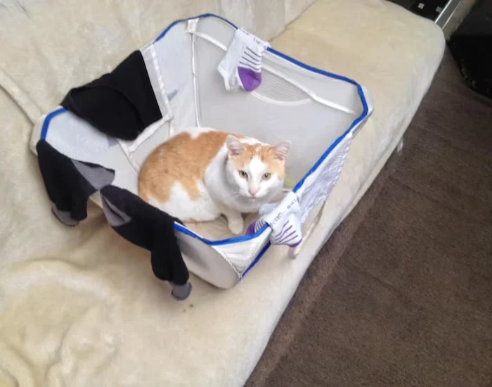 Pet Crate Compliance and Travel Preparation