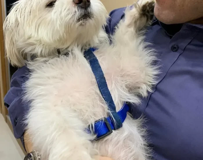 Pet Event and Show Transport UK Wide​