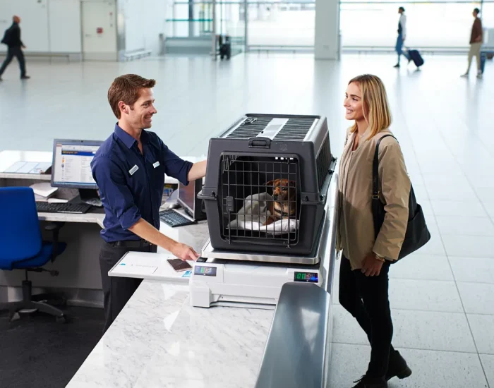 Pet arrival coordination at Hanoi airport