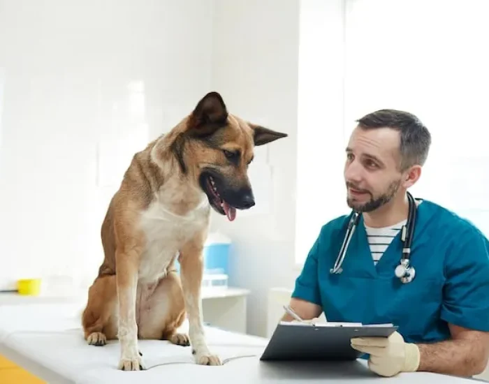 Pet Export Documentation and Compliance