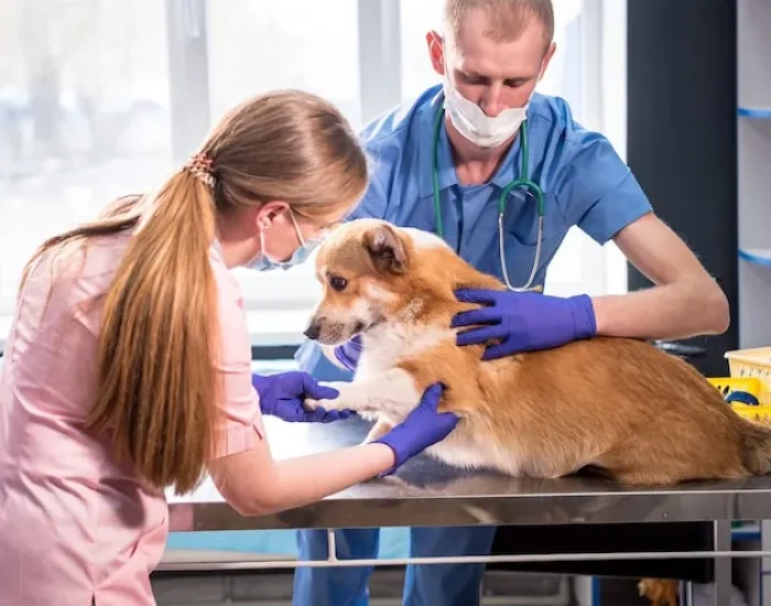 Pet Relocation Guidance and Owner Support